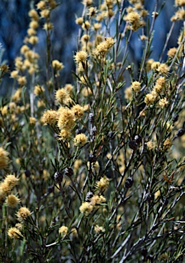 APII jpeg image of Melaleuca stereophloia  © contact APII