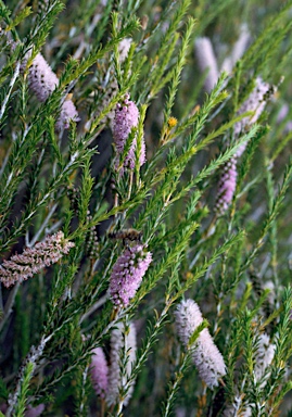 APII jpeg image of Melaleuca hamulosa  © contact APII