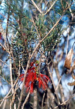 APII jpeg image of Calothamnus quadrifidus  © contact APII