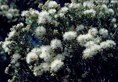 APII jpeg image of Melaleuca pauperiflora subsp. fastigiata  © contact APII