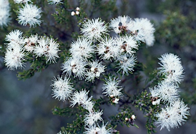 APII jpeg image of Melaleuca pauperiflora subsp. fastigiata  © contact APII