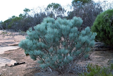 APII jpeg image of Calothamnus tuberosus  © contact APII