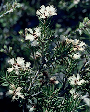 APII jpeg image of Melaleuca pauperiflora subsp. fastigiata  © contact APII