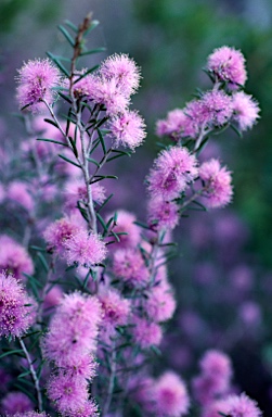 APII jpeg image of Melaleuca pentagona var. pentagona  © contact APII