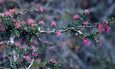 APII jpeg image of Melaleuca rigidifolia  © contact APII