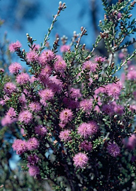 APII jpeg image of Melaleuca societatis  © contact APII