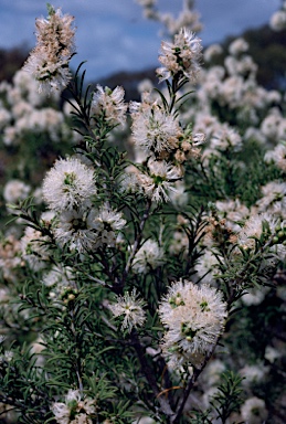 APII jpeg image of Melaleuca rhaphiophylla  © contact APII