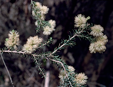 APII jpeg image of Melaleuca viminea subsp. viminea  © contact APII