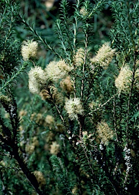 APII jpeg image of Melaleuca viminea subsp. viminea  © contact APII