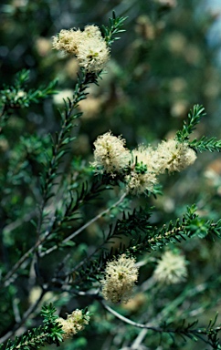 APII jpeg image of Melaleuca viminea subsp. viminea  © contact APII