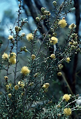 APII jpeg image of Melaleuca brophyi  © contact APII