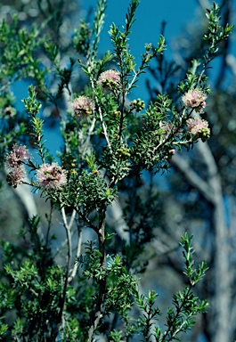 APII jpeg image of Kunzea glabrescens x Kunzea recurva  © contact APII