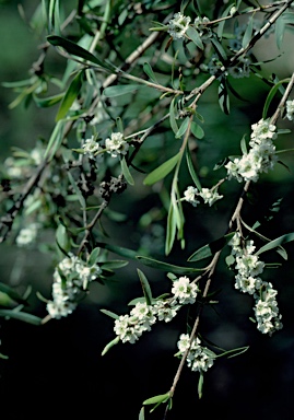 APII jpeg image of Taxandria linearifolia  © contact APII