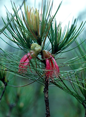 APII jpeg image of Calothamnus graniticus subsp. leptophyllus  © contact APII