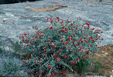 APII jpeg image of Kunzea pulchella  © contact APII