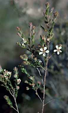 APII jpeg image of Leptospermum parvifolium  © contact APII