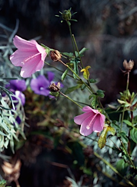 APII jpeg image of Hibiscus geranioides  © contact APII