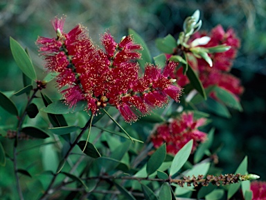 APII jpeg image of Melaleuca viridiflora  © contact APII