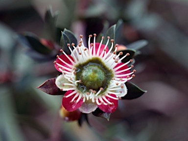 APII jpeg image of Leptospermum macrocarpum  © contact APII