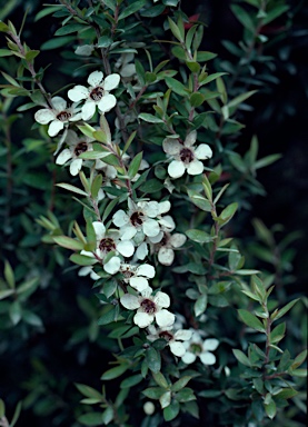 APII jpeg image of Leptospermum riparium  © contact APII