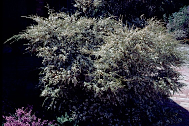 APII jpeg image of Leptospermum polygalifolium subsp. tropicum  © contact APII