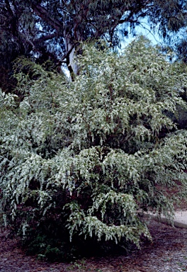 APII jpeg image of Leptospermum polygalifolium subsp. cismontanum  © contact APII