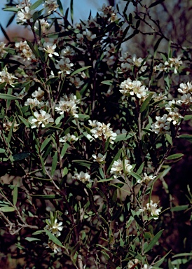 APII jpeg image of Leptospermum whitei  © contact APII