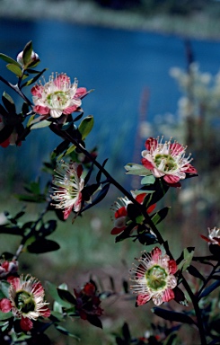 APII jpeg image of Leptospermum macrocarpum  © contact APII