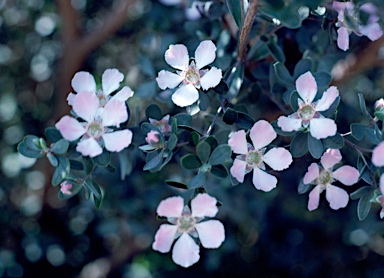 APII jpeg image of Leptospermum sericeum  © contact APII