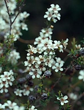 APII jpeg image of Leptospermum scoparium  © contact APII