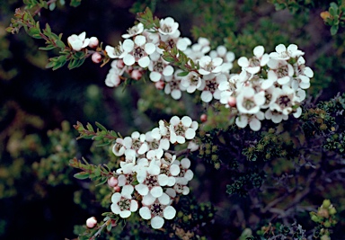 APII jpeg image of Leptospermum rupestre  © contact APII