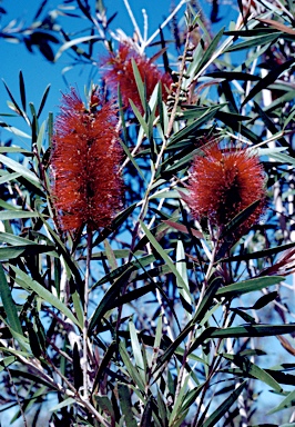 APII jpeg image of Callistemon 'Great Lakes'  © contact APII