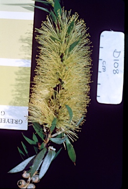 APII jpeg image of Callistemon pallidus 'Candle Glow'  © contact APII