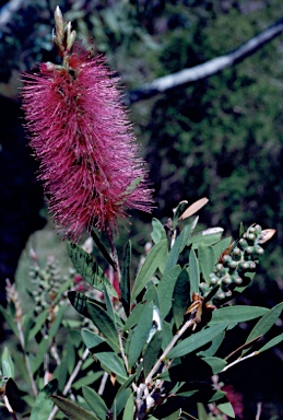 APII jpeg image of Callistemon 'Mauve Mist'  © contact APII