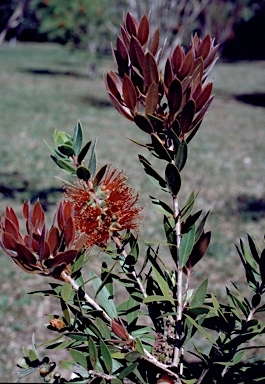 APII jpeg image of Callistemon 'Hinchinbrook Island'  © contact APII