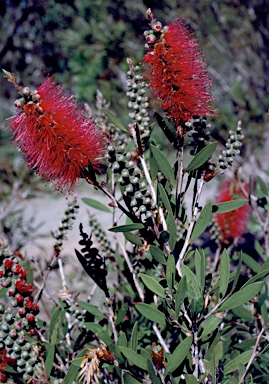 APII jpeg image of Callistemon 'Pink Surprise'  © contact APII