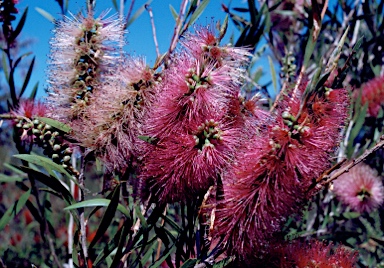 APII jpeg image of Callistemon 'Pink Alma'  © contact APII