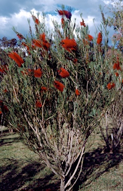 APII jpeg image of Callistemon phoeniceus 'Prince of the West'  © contact APII