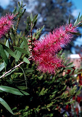 APII jpeg image of Callistemon 'Perth Pink'  © contact APII