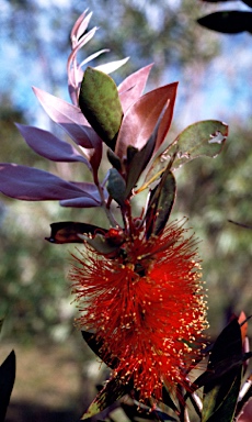 APII jpeg image of Callistemon polandii 'Peak'  © contact APII