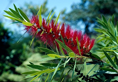 APII jpeg image of Callistemon 'Wildfire of Newcastle'  © contact APII