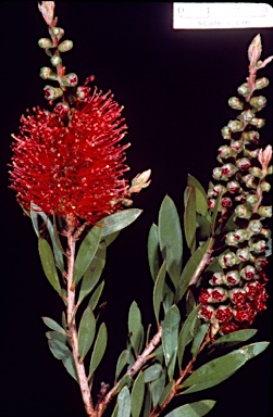 APII jpeg image of Callistemon 'Violet Clusters'  © contact APII