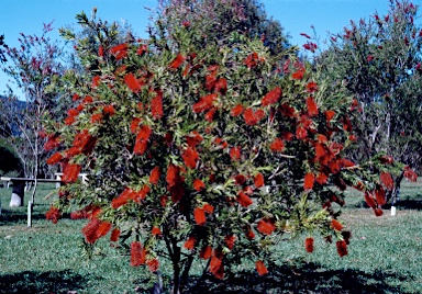 APII jpeg image of Callistemon viminalis 'Prolific'  © contact APII