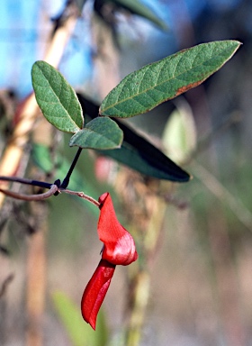 APII jpeg image of Kennedia rubicunda  © contact APII