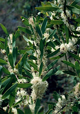 APII jpeg image of Hakea florulenta  © contact APII