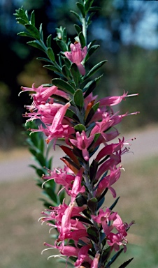 APII jpeg image of Eremophila calorhabdos  © contact APII