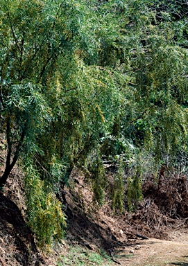 APII jpeg image of Daviesia arborea  © contact APII