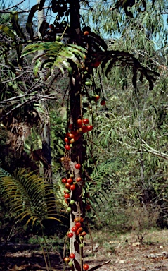APII jpeg image of Hicksbeachia pinnatifolia  © contact APII