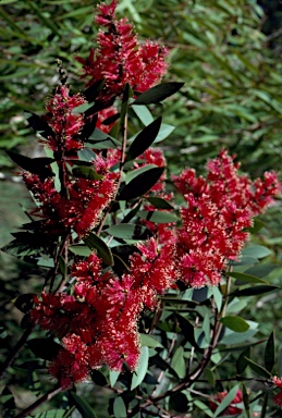 APII jpeg image of Melaleuca quinquenervia  © contact APII