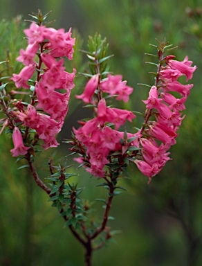 APII jpeg image of Epacris impressa  © contact APII